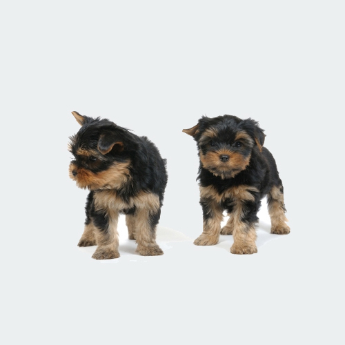 duplicate_content